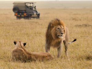 how to choose the right african safari memilih safari afrika yang tepat panduan lengkap